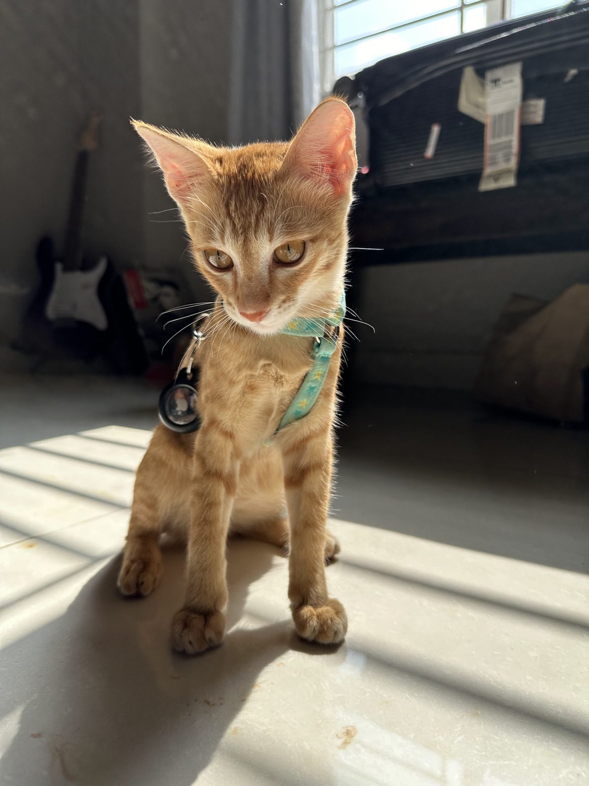 Little sunbather