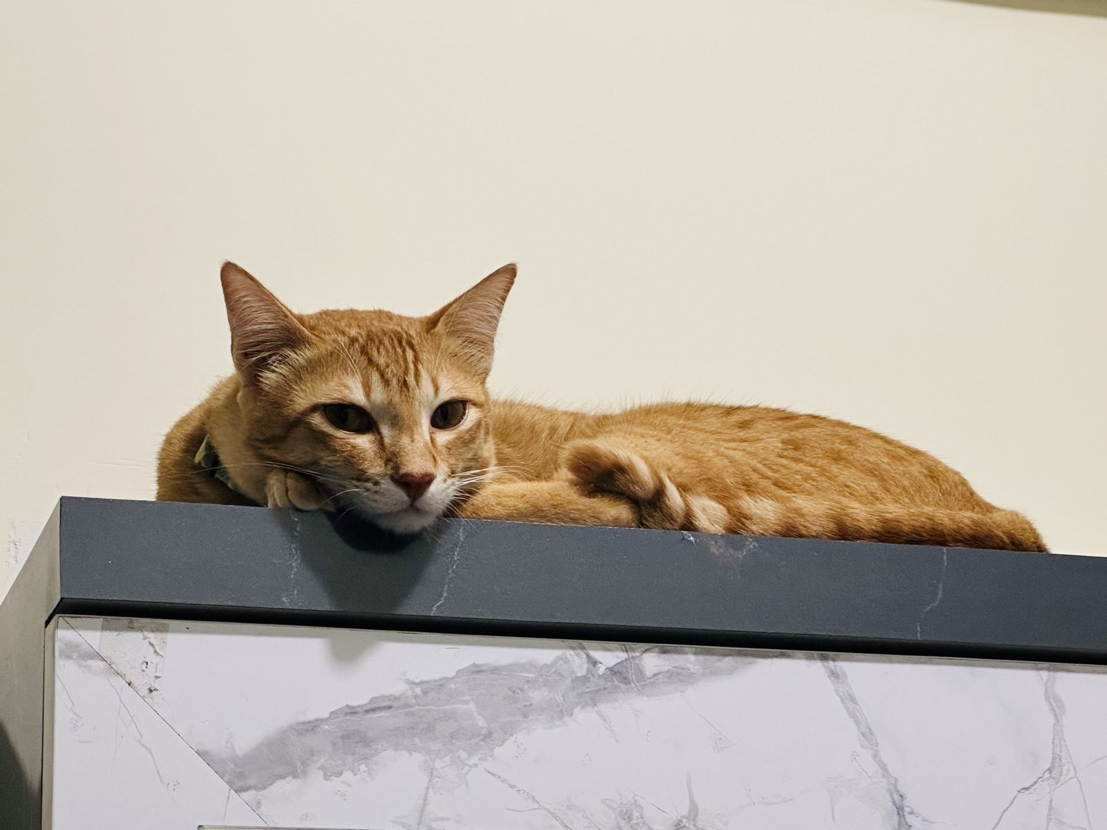 King of the cabinet